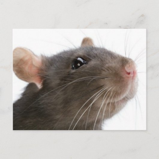 Ratten!! Briefkaart (Voorkant)