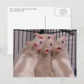 Ratten Briefkaart (Voorkant / Achterkant)