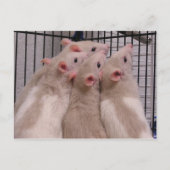 Ratten Briefkaart (Voorkant)