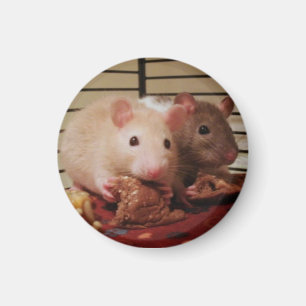 Ratten die boterhammen met pindakaas eten magneet