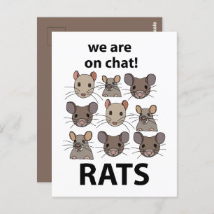 Ratten Dier We zijn op chat Grappige Ratten Briefkaart