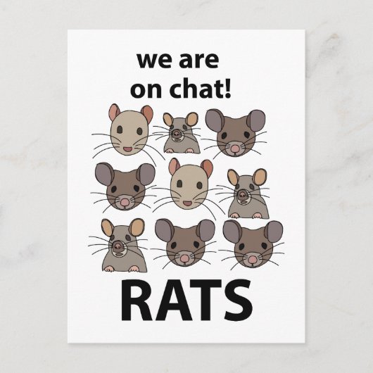 Ratten Dier We zijn op chat Grappige Ratten Briefkaart (Voorkant)