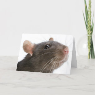 Ratten!!! Kaart