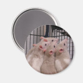 Ratten Magneet (Voorkant / Achterkant)