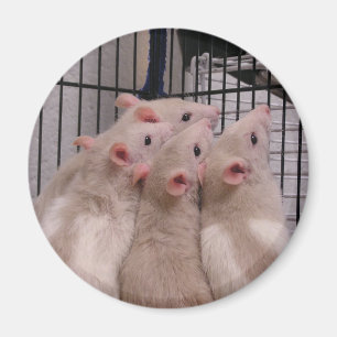 Ratten Magneet