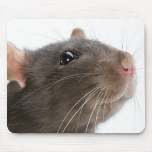 Ratten!! Muismat (Voorkant)