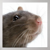 Ratten!! Poster (Voorkant)