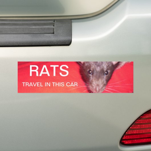 Ratten reizen bumpersticker (Op auto)