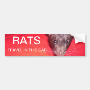 Ratten reizen bumpersticker