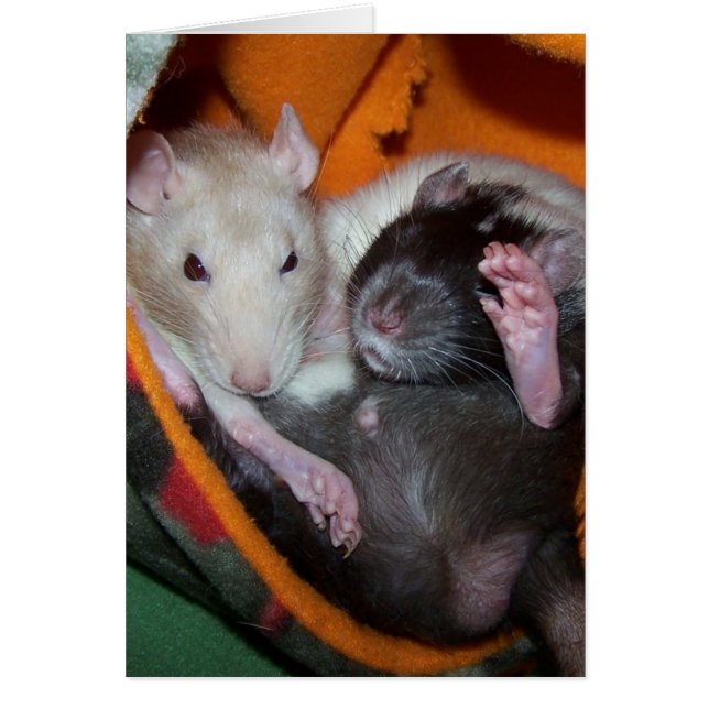 Ratten zijn goed voor Kussens (Voorkant)