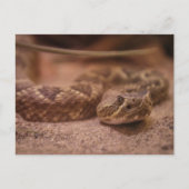 Rattle Briefkaart (Voorkant)