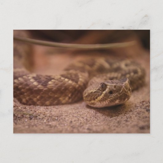 Rattle Briefkaart (Voorkant)