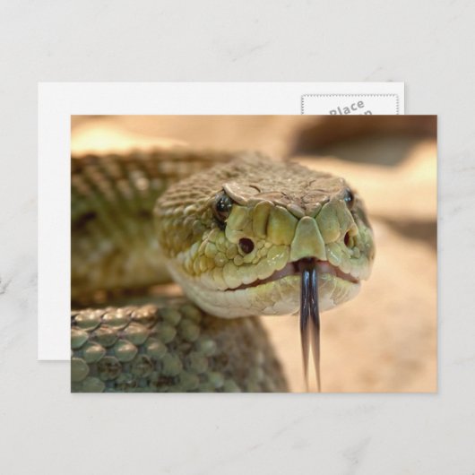 Rattle Snake Briefkaart (Voorkant / Achterkant)