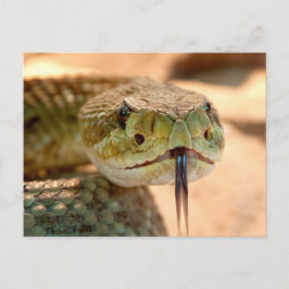 Rattle Snake Briefkaart