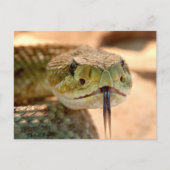 Rattle Snake Briefkaart (Voorkant)