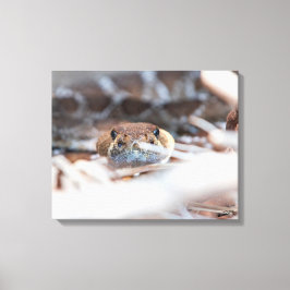 Rattle Snake Canvas Afdruk