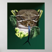Rattle Snake Face Poster (Voorkant)