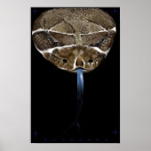 Rattle Snake Head zwarte Poster (Voorkant)