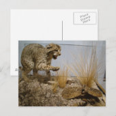 Rattle Snake vs Bobcat Briefkaart (Voorkant / Achterkant)
