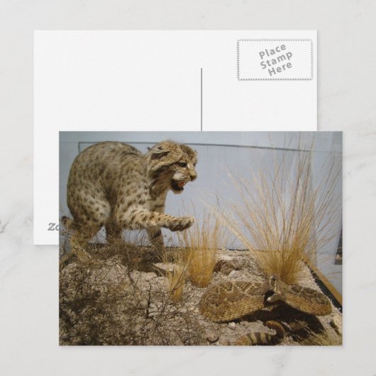 Rattle Snake vs Bobcat Briefkaart (Voorkant / Achterkant)