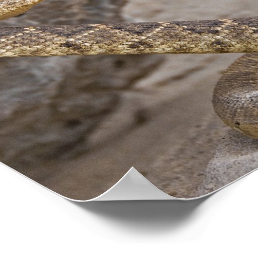 Rattlesnake Attack Poster (Hoek)