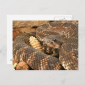 Rattlesnake. Briefkaart (Voorkant / Achterkant)