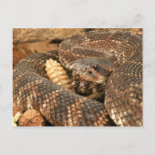 Rattlesnake. Briefkaart (Voorkant)