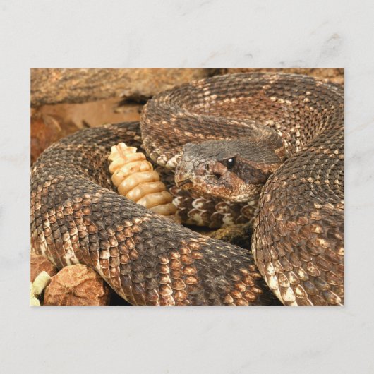 Rattlesnake. Briefkaart (Voorkant)