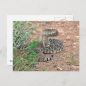 Rattlesnake Briefkaart (Voorkant / Achterkant)