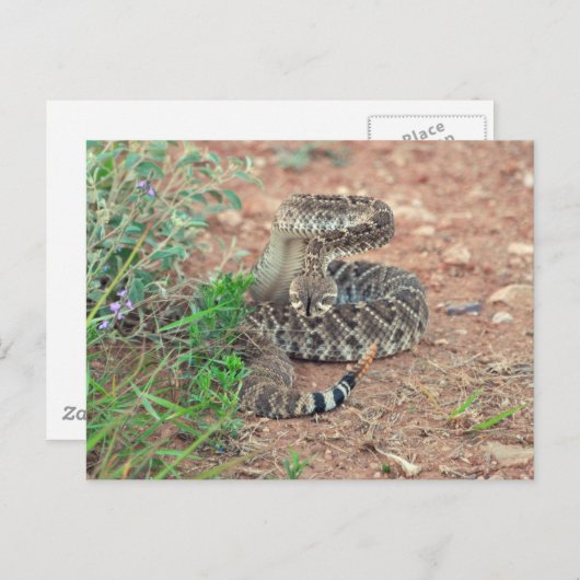 Rattlesnake Briefkaart (Voorkant / Achterkant)