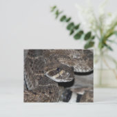 Rattlesnake Close-up Shot. Briefkaart (Staand voorkant)