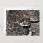 Rattlesnake Close-up Shot. Briefkaart (Voorkant / Achterkant)