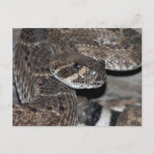 Rattlesnake Close-up Shot. Briefkaart (Voorkant)