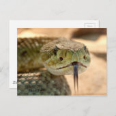 Rattlesnake Closeup Foto Briefkaart (Voorkant / Achterkant)