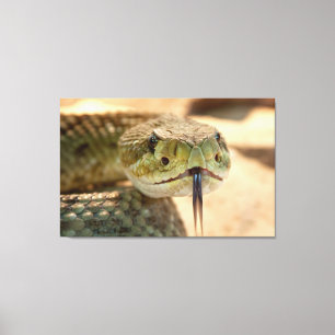Rattlesnake Closeup Foto Canvas Afdruk