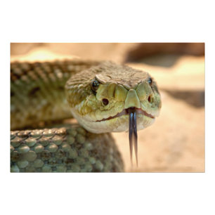 Rattlesnake Closeup Foto Foto Afdruk