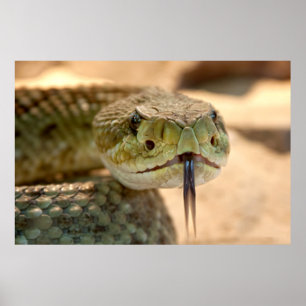 Rattlesnake Closeup Foto Poster