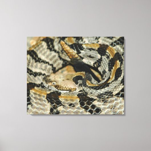 Rattlesnake Coil hout Canvas Afdruk (Voorkant)