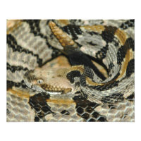 Rattlesnake Coil hout