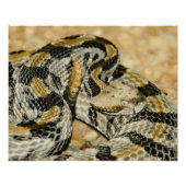 Rattlesnake Foto Afdruk (Voorkant)