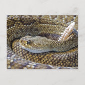Rattlesnake foto briefkaart (Voorkant)