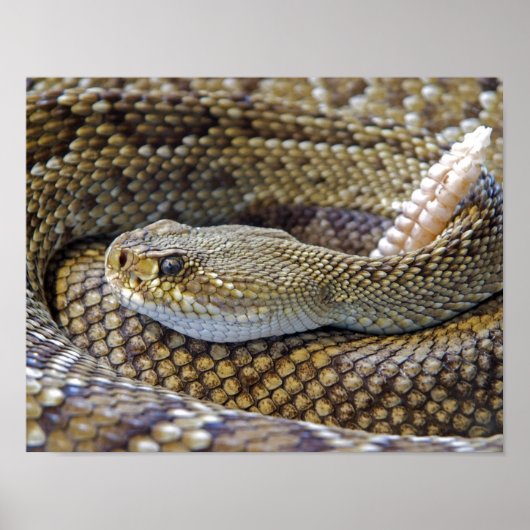Rattlesnake foto poster (Voorkant)
