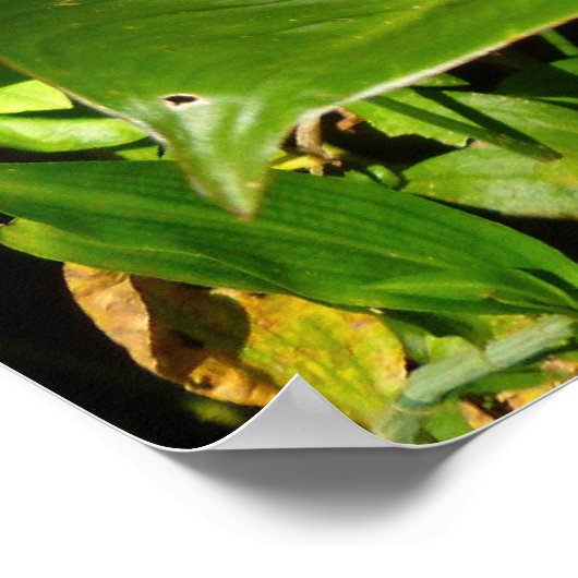 Rattlesnake Ginger Poster (Hoek)