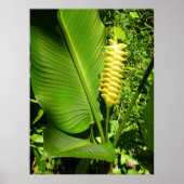 Rattlesnake Ginger Poster (Voorkant)