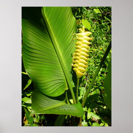 Rattlesnake Ginger Poster (Voorkant)