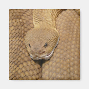 Rattlesnake Head Magneet