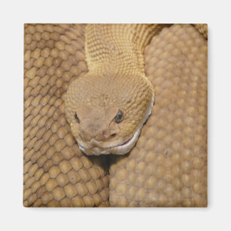 Rattlesnake Head Magneet