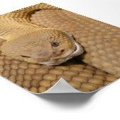 Rattlesnake Head Poster (Hoek)