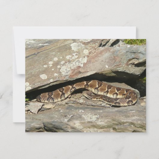 Rattlesnake in het Nationaal Park Shenandoah (Voorkant)