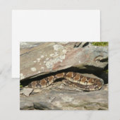 Rattlesnake in het Nationaal Park Shenandoah (Voorkant / Achterkant)